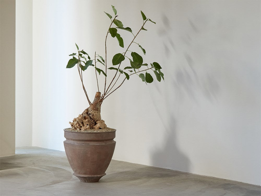 Rock Fig with Rockscape / Planter Sold Separately