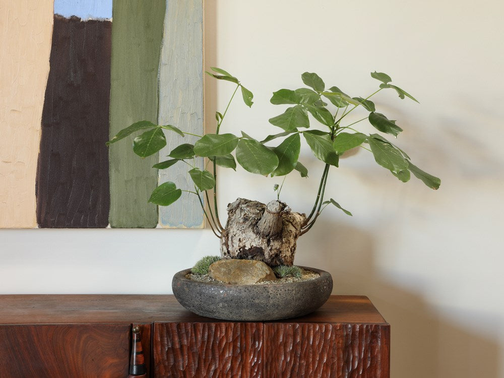 Pseudobombax Over Rock w/ Brevifolia in Low Volcanic Bowl