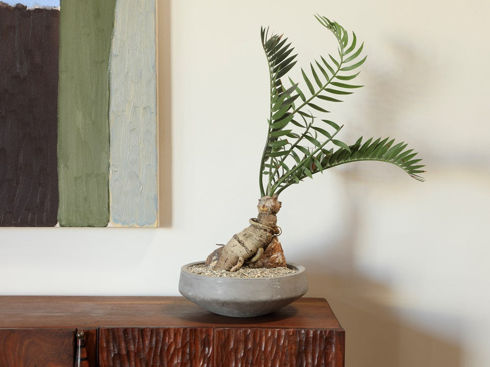 Cycad Over Rock in Low Cement Bowl