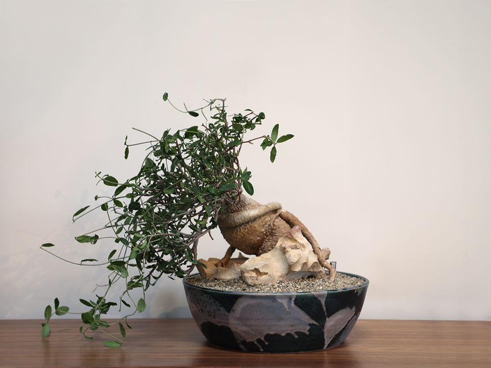 Fockea in Artist Made Bowl