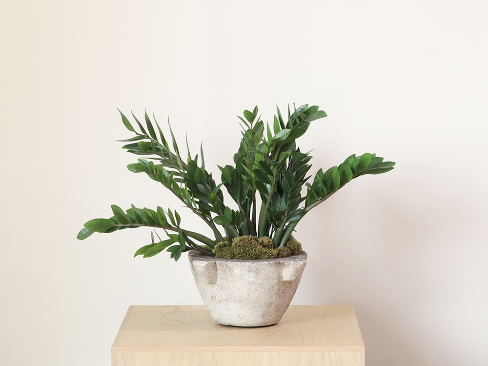 ZZ Plant in Stone French Mortar