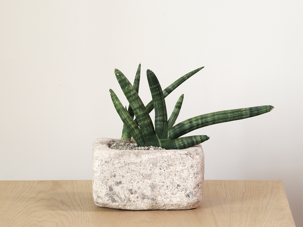 Starfish Sansevieria in Small Limestone