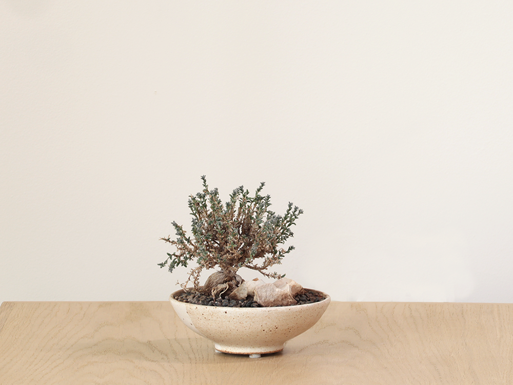 Trichodiadema bulbosum w/ Rock in Artist Made Ceramic Pot