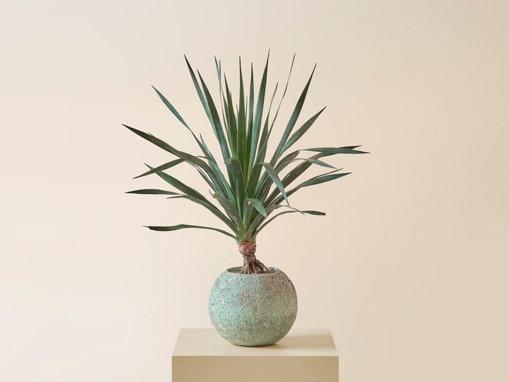 Dracena Draco in Vintage Cast Cement Ball Planter