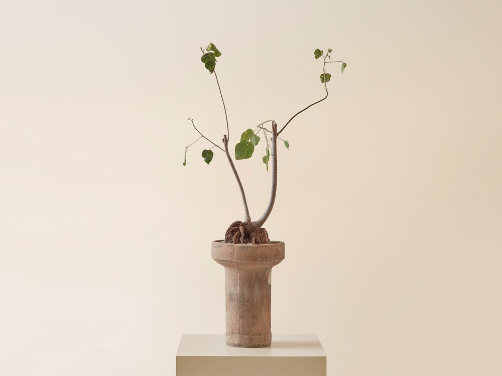 Uncarina in Terracotta Planter