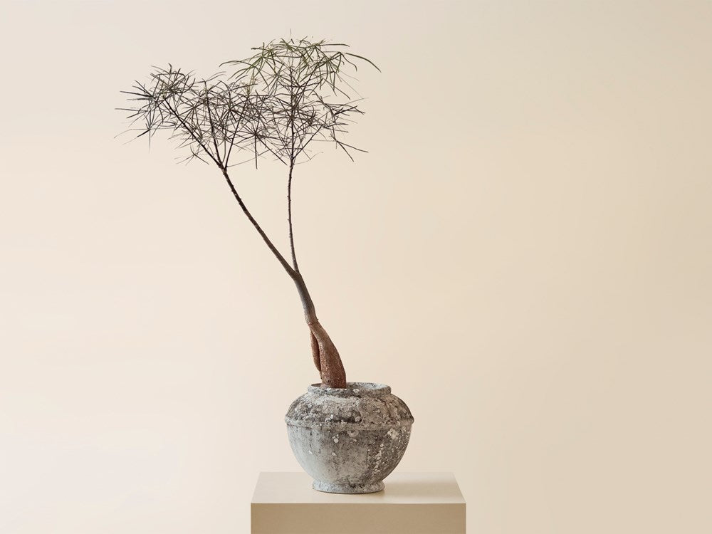 Brachychiton in Vintage Grandon Fres Cast Concrete