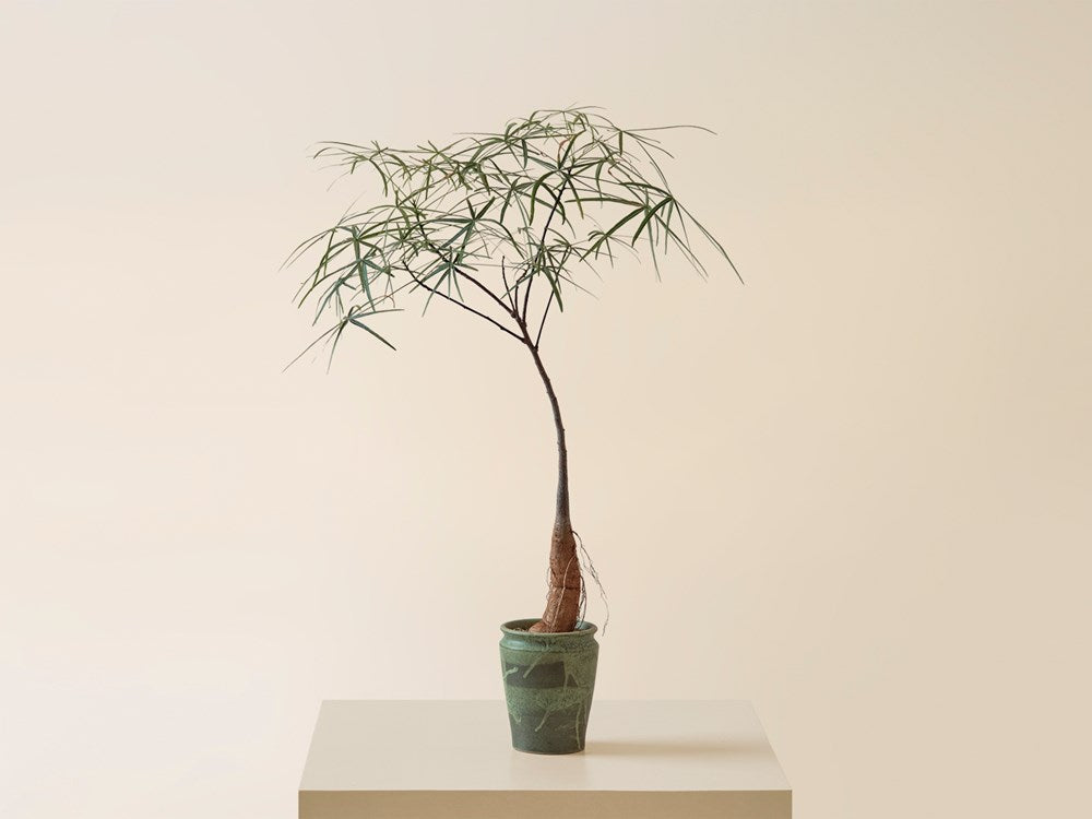 Brachychiton in Artisan Ceramic Pot