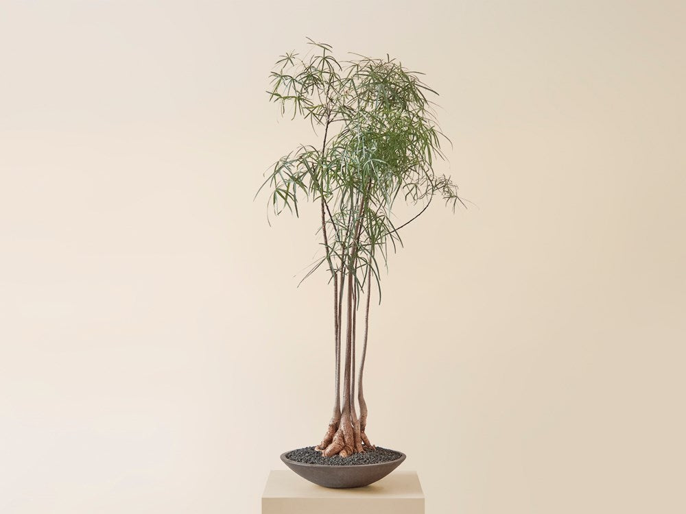 Brachychiton Rupestris in Yixing Clay Bowl
