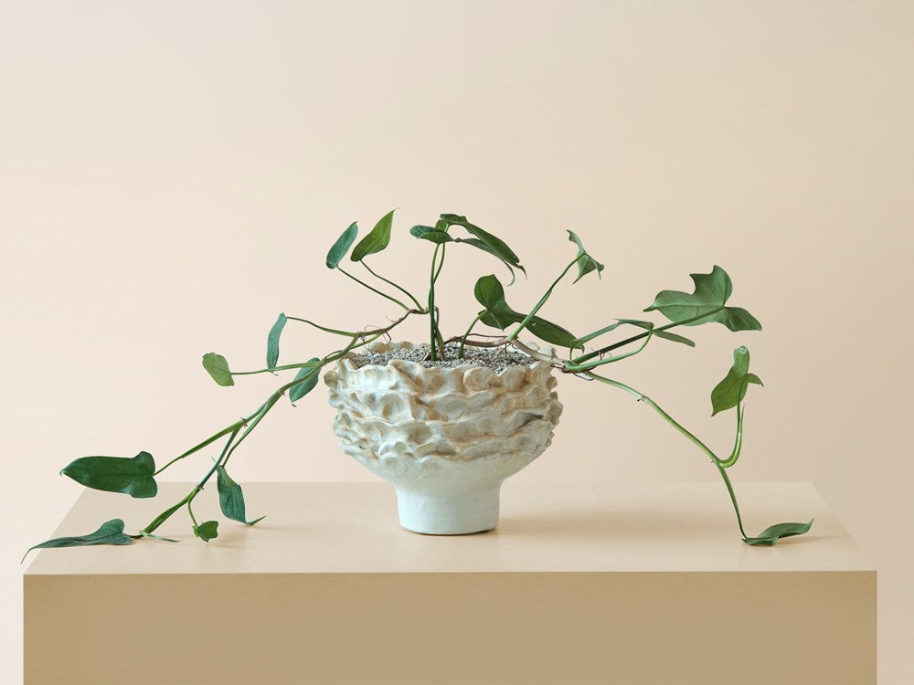 Arrowhead Philodendron / Planter Sold Separately