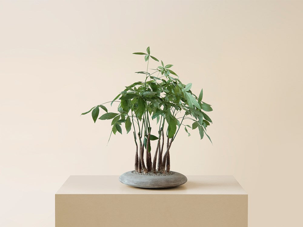 Pachira Aquatica in Terracotta Saucer