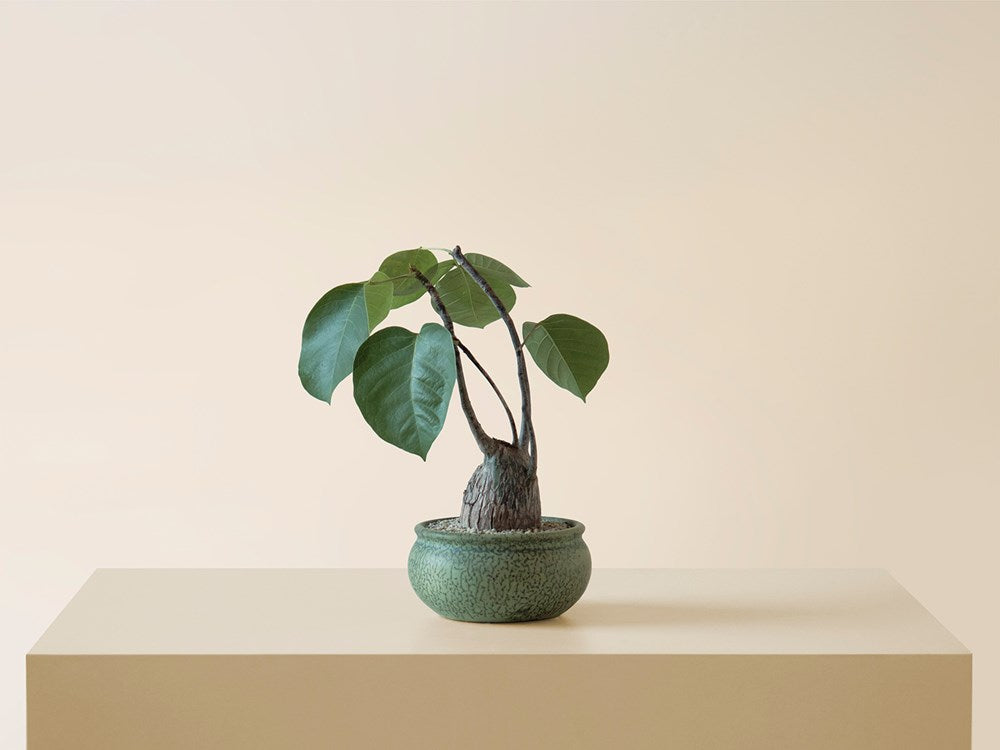 Pseudobombaxin Artisan Ceramic Bowl
