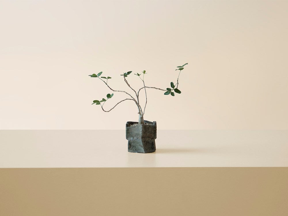 Commiphora in Small Joanthan Cross Stoneware