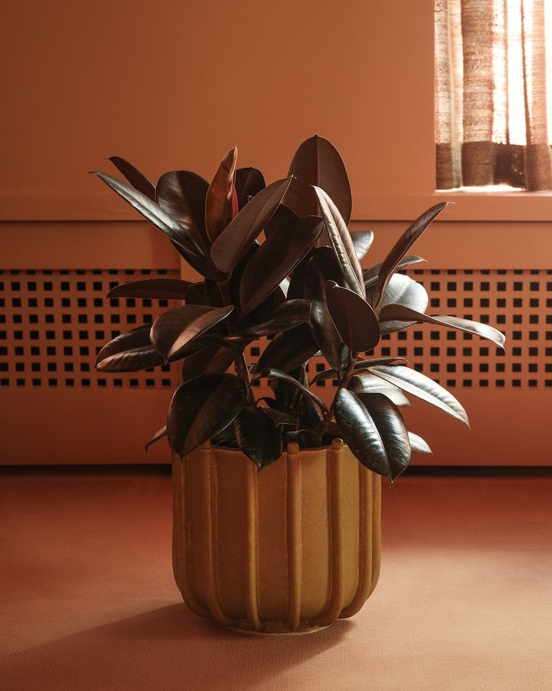 Planter No. I