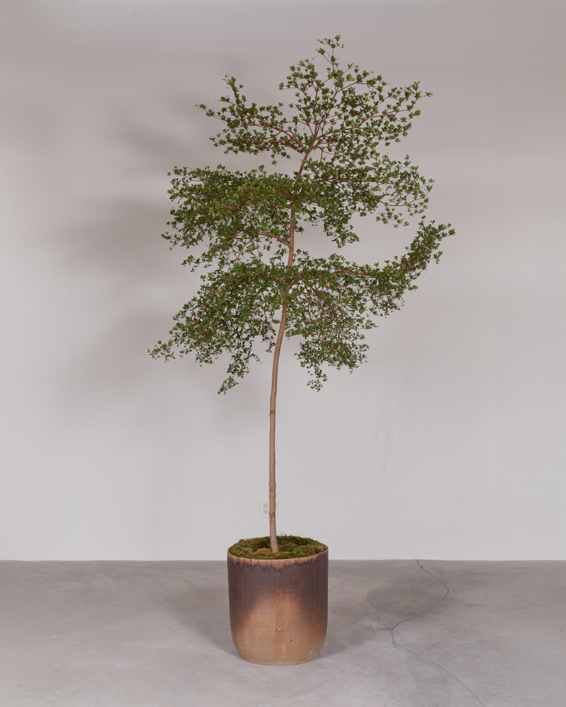 Desert Sunset Planter (with 9ft Black Olive Tree $3,334)