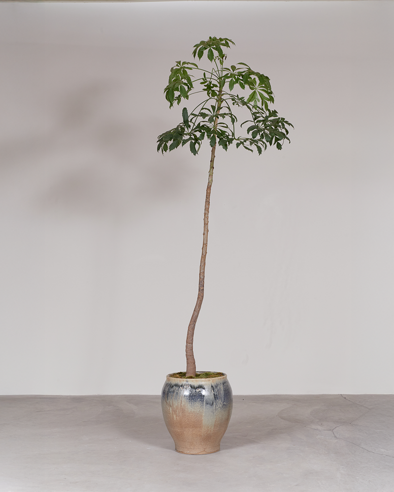 Desert Sunset Planter (with African Cabbage Tree $2,680)