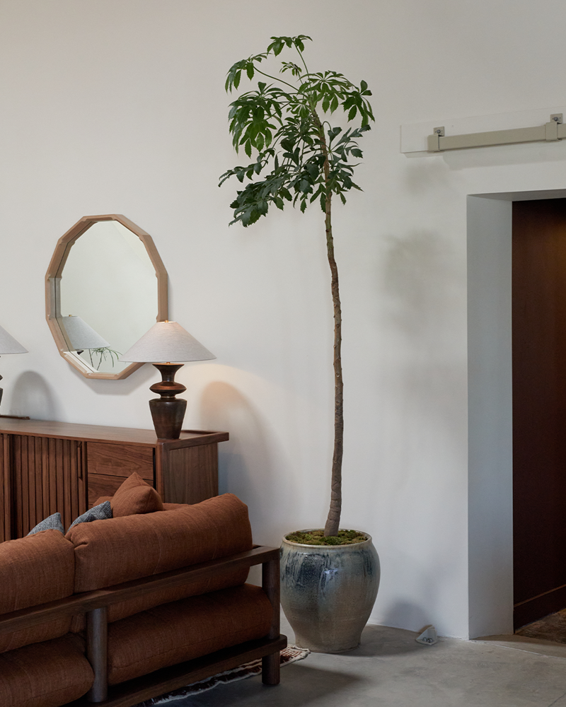 Desert Sunset Planter (with African Cabbage Tree $2,680)