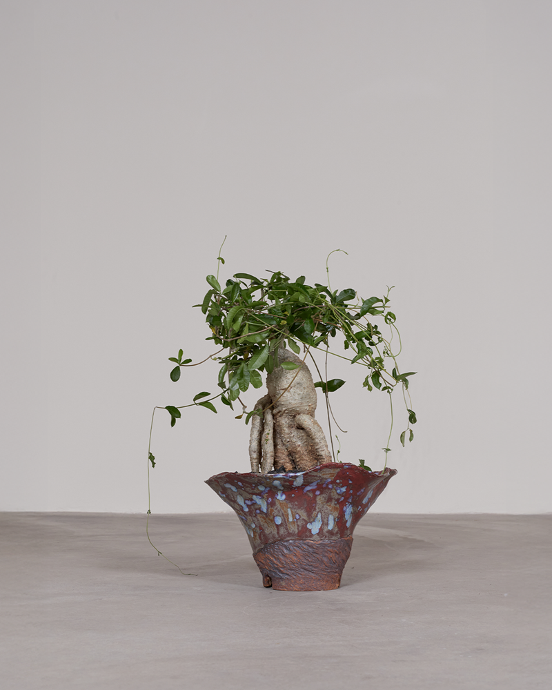 Fockea in Handmade Ceramic Vessel