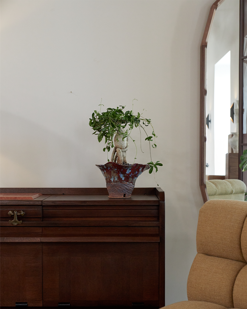 Fockea in Handmade Ceramic Vessel