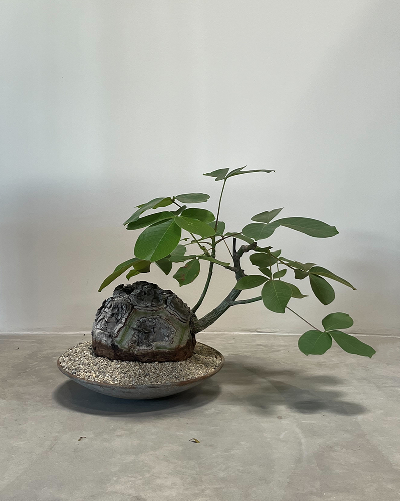 Pseudobombax in Low Ceramic Bowl