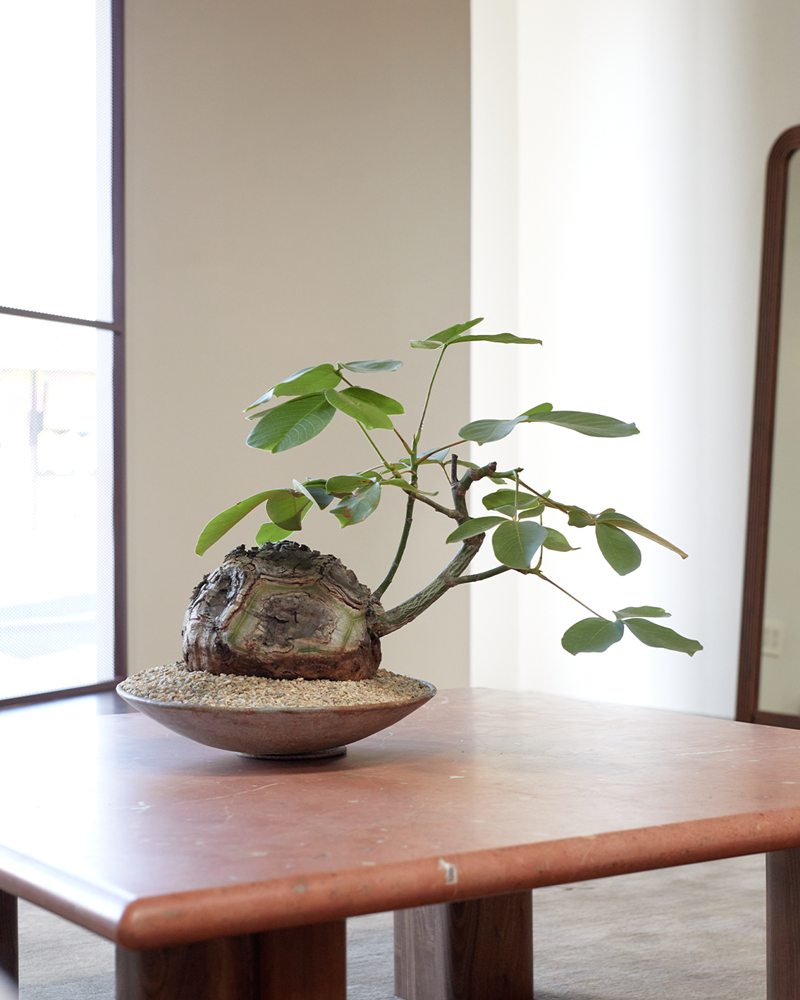 Pseudobombax in Low Ceramic Bowl