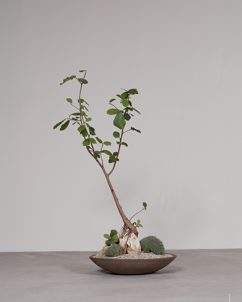 Ficus Over Rock w/Brevifolia Mounds in Low Yixang Clay Bowl