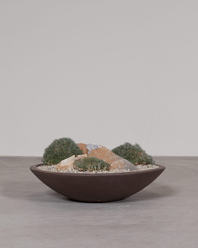 Brevifolia Rockscape in Low Yixang Clay Bowl