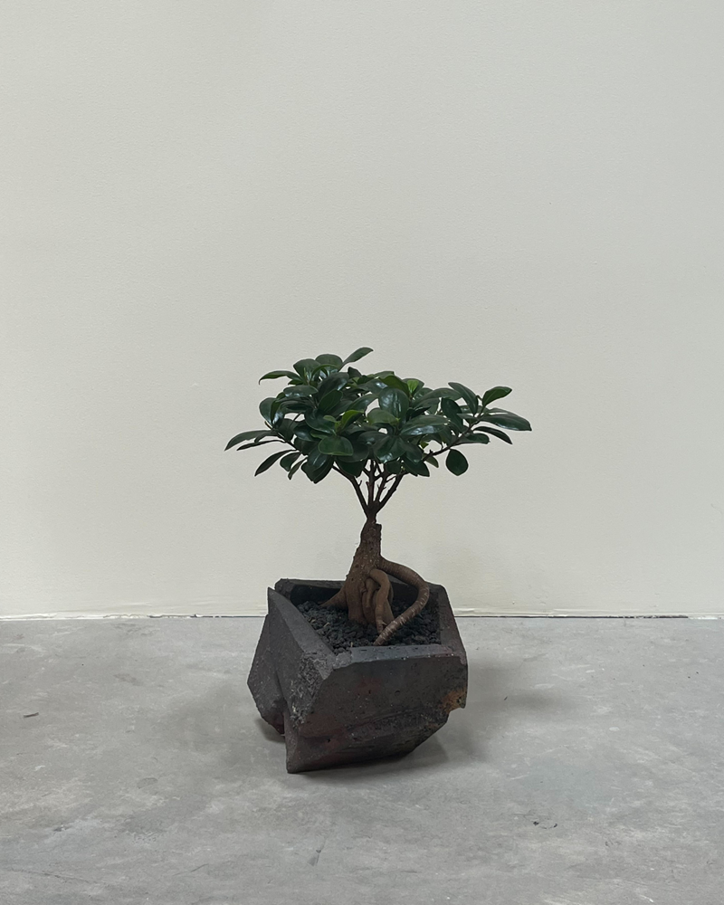 Ficus Ginseng in Jonathon Cross Vessel