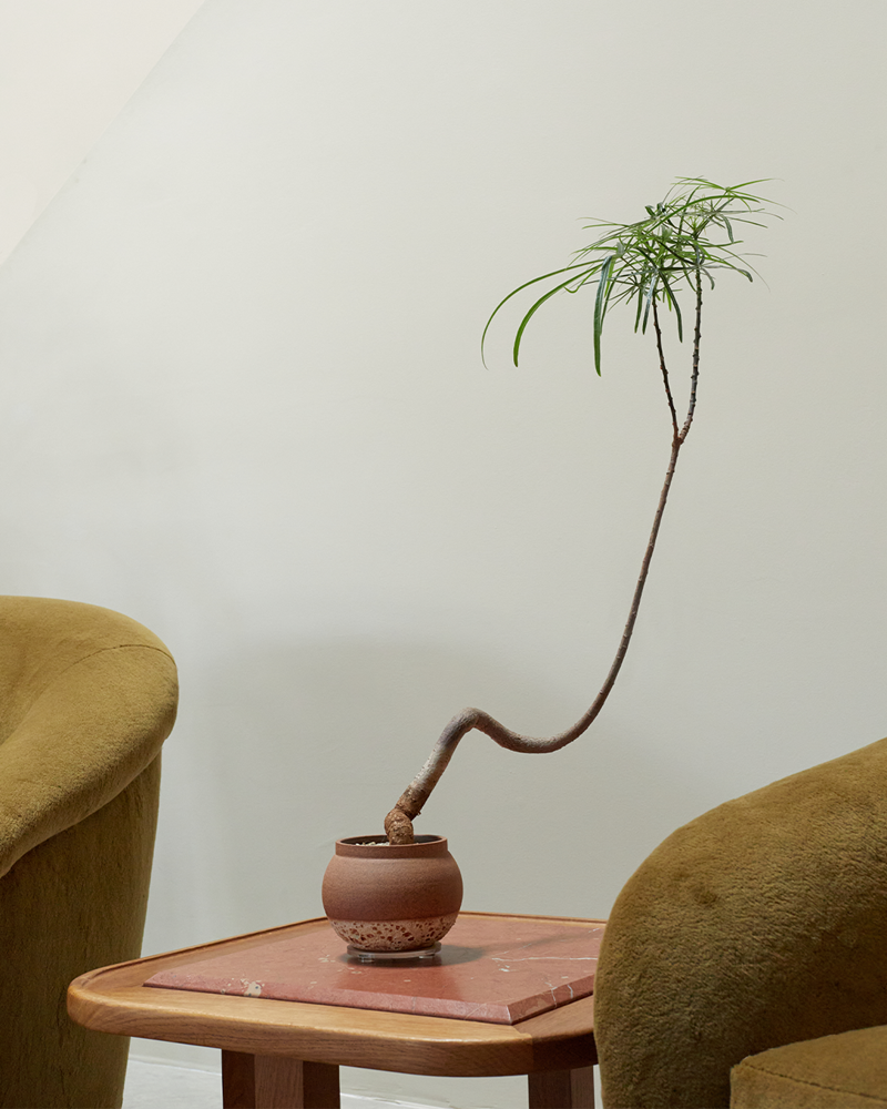 Brachychiton in Small Ceramic Vessel