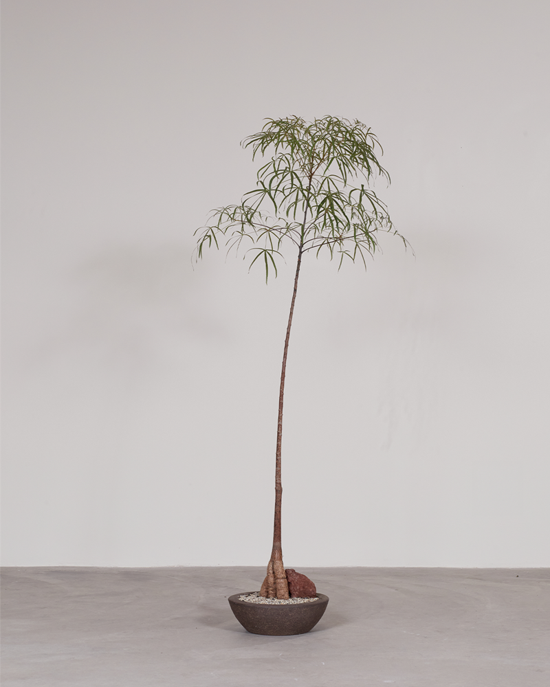 Brachychiton w/ Rock in Low Clay Bowl