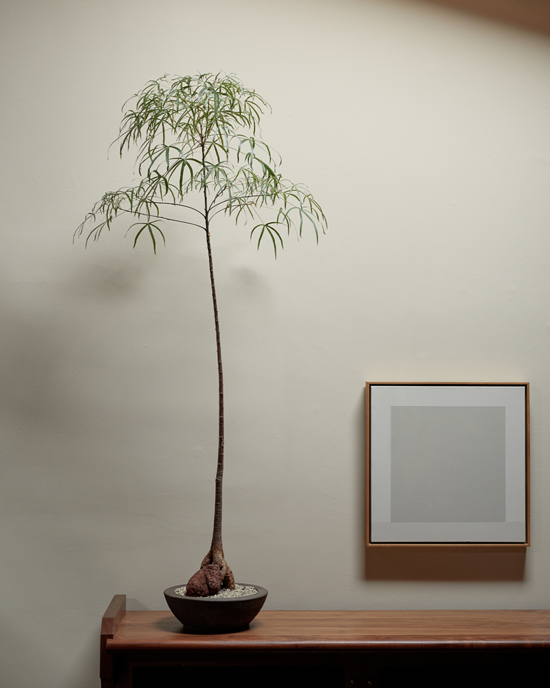 Brachychiton w/ Rock in Low Clay Bowl