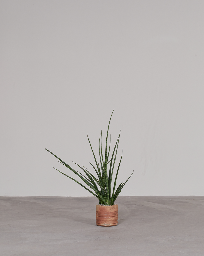 Sanservieria in Small Ribbed Ceramic Pot