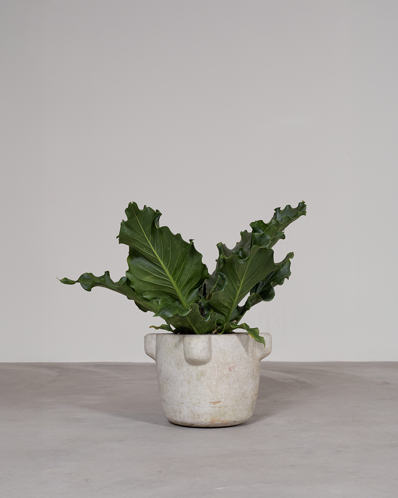 Ruffled Anthurium in Vintage French Stone Mortar