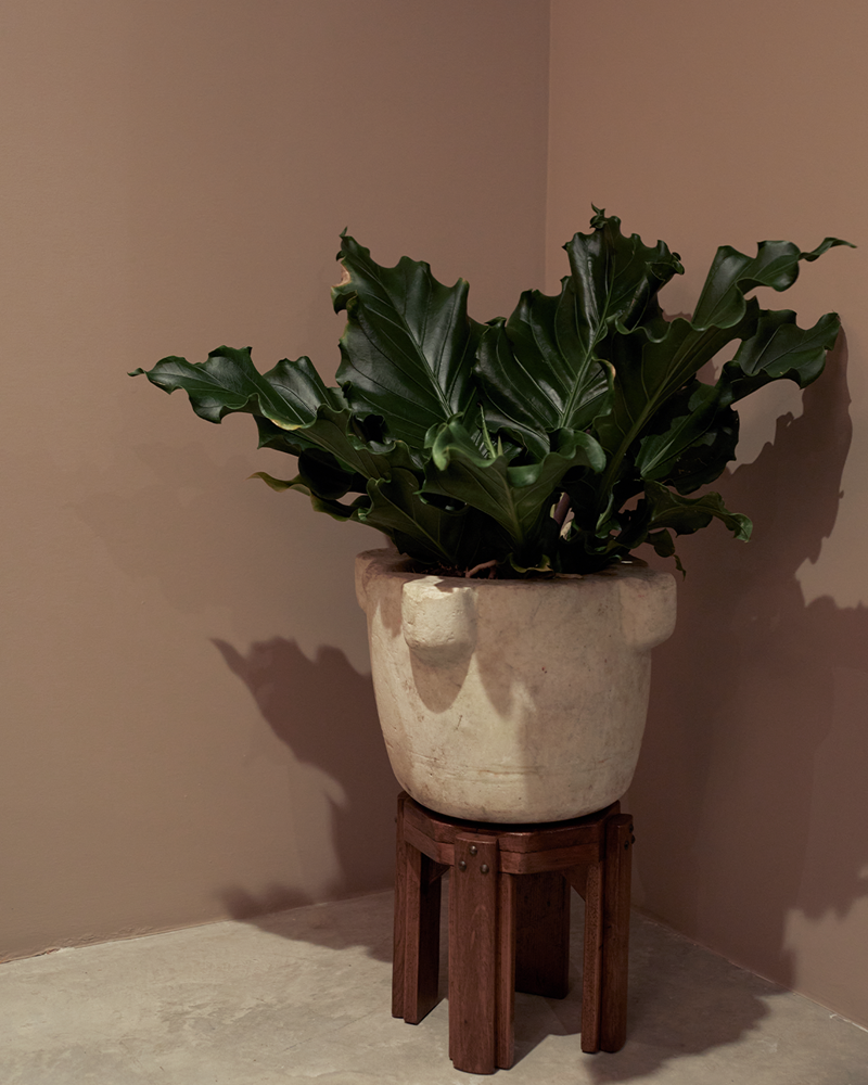 Ruffled Anthurium in Vintage French Stone Mortar