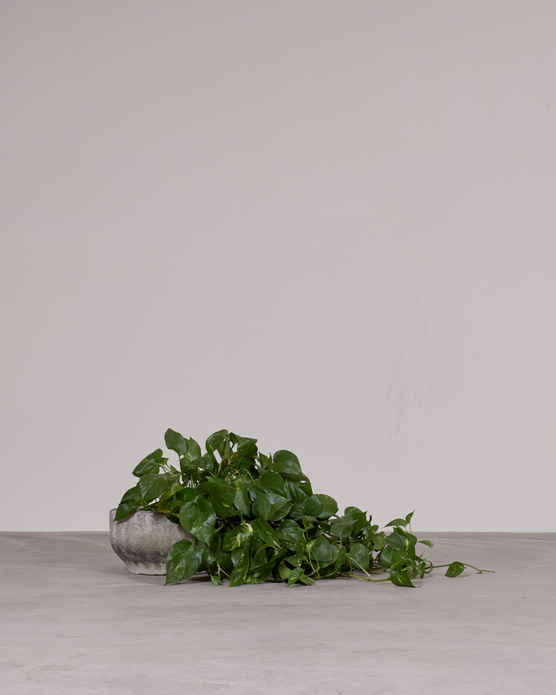 Golden Pothos / Planter Sold Separately