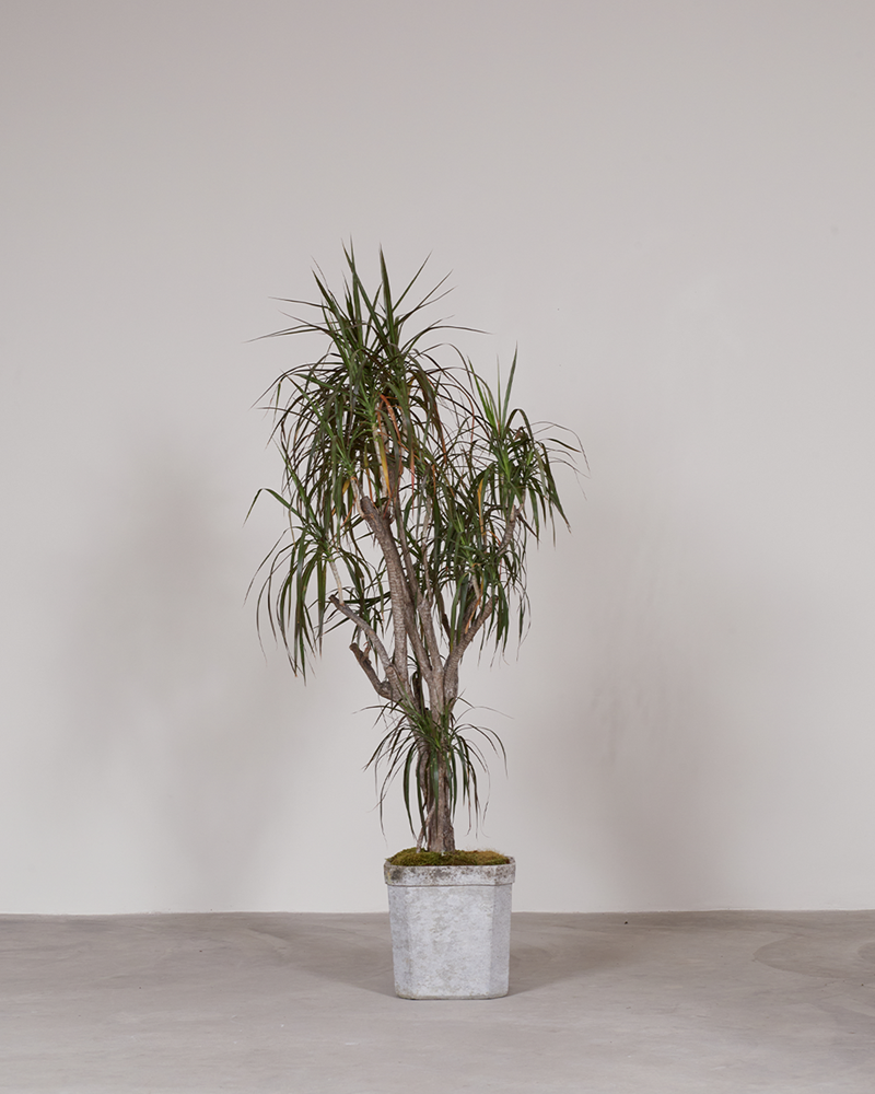Dracaena Marginata / Planter Sold Separately