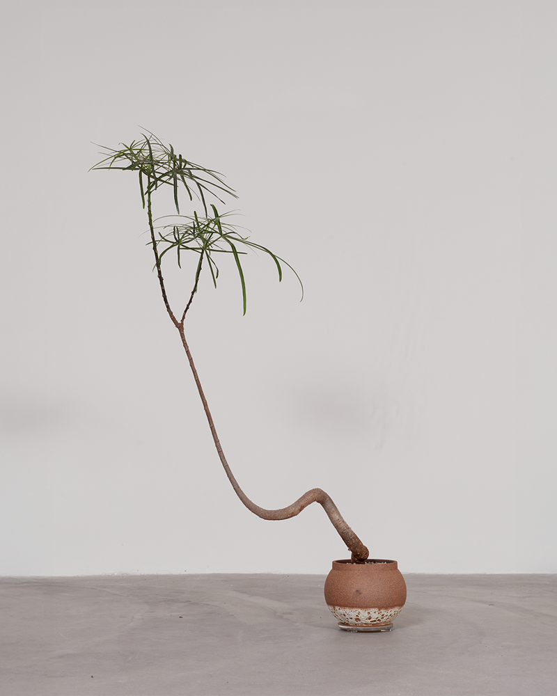 Brachychiton in Small Ceramic Vessel