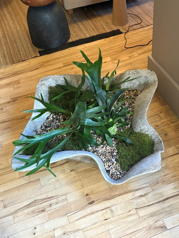 "Elephant Ear" Planter by Willy Guhl