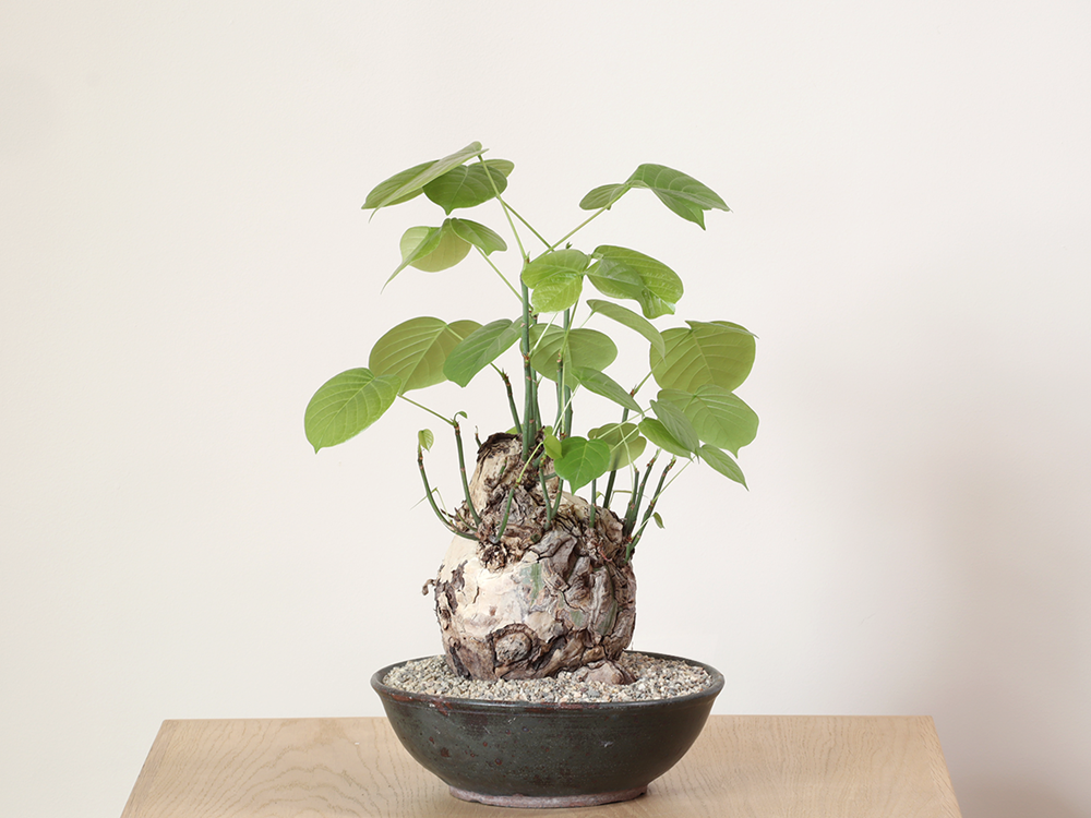 Pseudobombax ellipticum in Artisan Ceramic