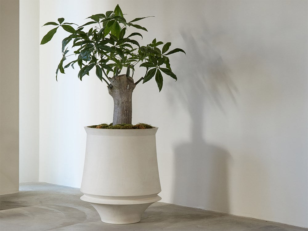 Mature Money Tree Stump