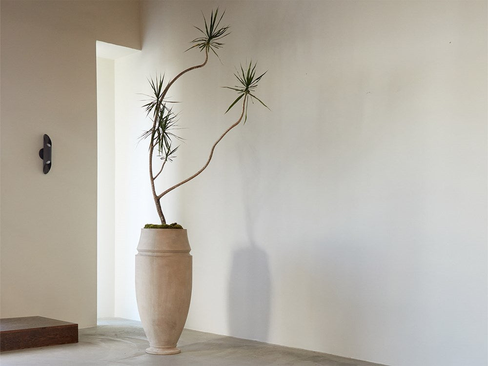 Character Dracaena Marginata