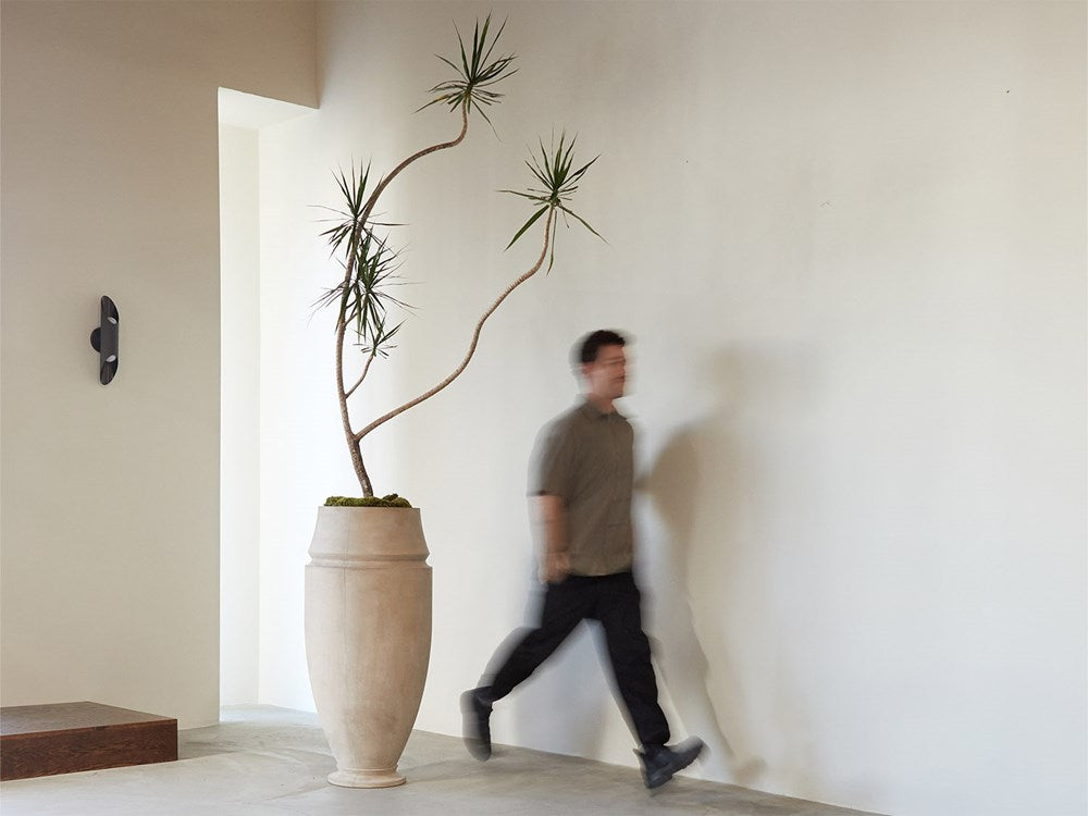 Character Dracaena Marginata