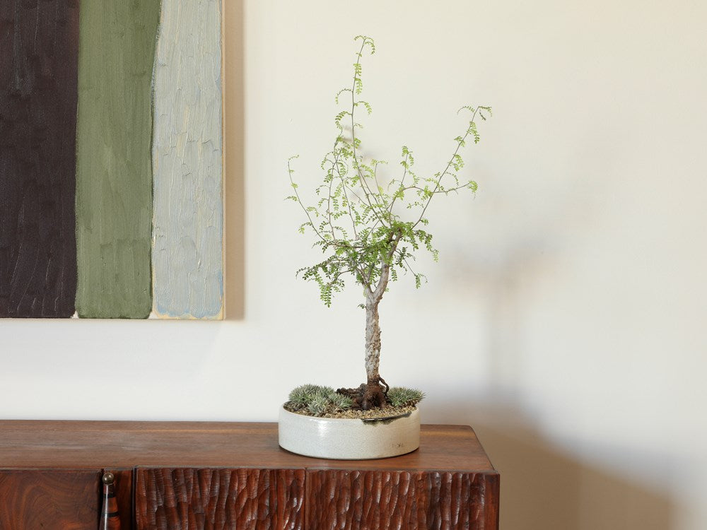 Decaryi w/ Rock & Brevifolia in Low Ceramic Bowl