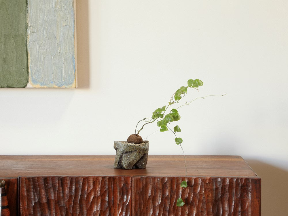 Stephania erecta in Small Jonathan Cross Vessel