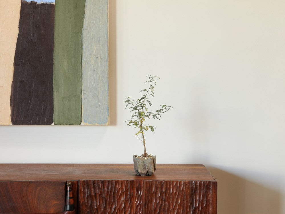 Decaryi in Small Jonathan Cross Vessel