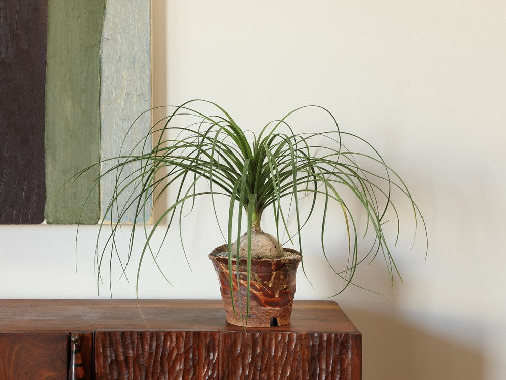 Ponytail Palm in Handmade Ceramic Pot