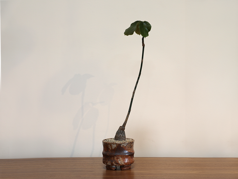 Pseudobombax in Small Artist Made Pot