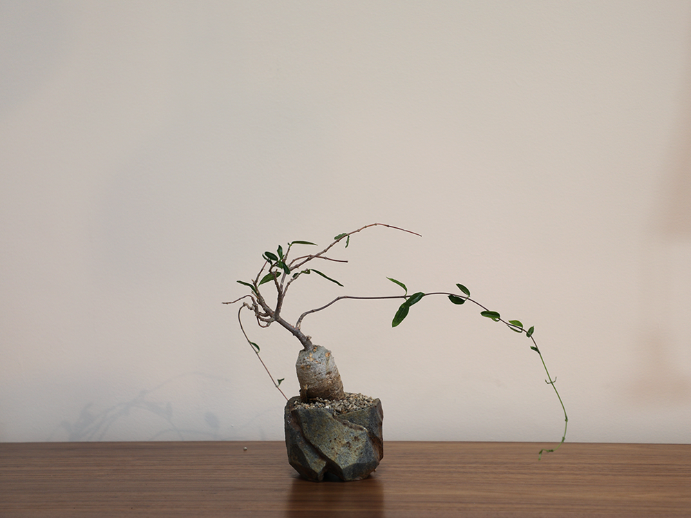 Small Fockea in Small Jonathan Cross Stone Vessel