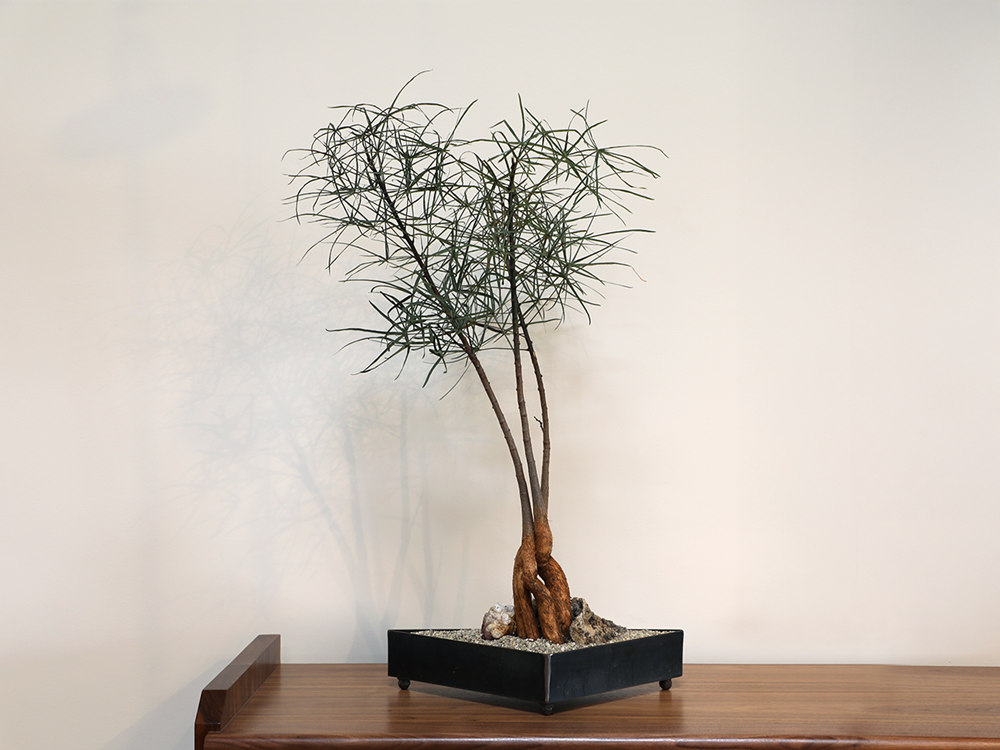 Multiple Brachychiton in Metal Footed Planter