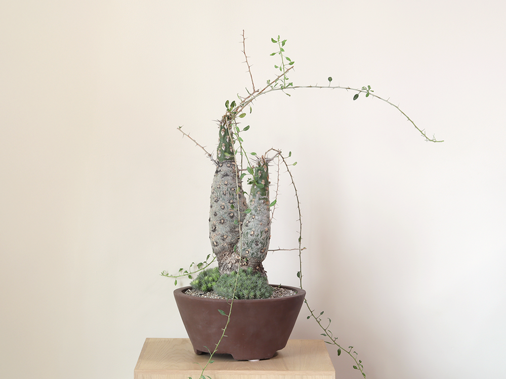 Fouquieria columnaris in Yixing Clay Planter