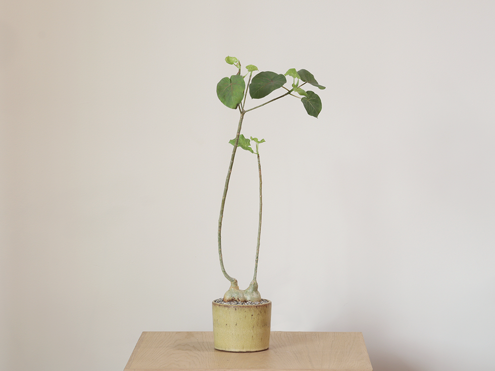 Ficus petiolaris in Artisan Ceramic